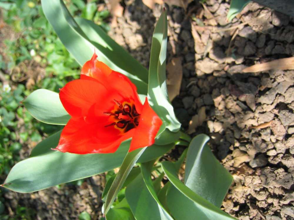 Tulipa undulatifolia (Gewelltblättrige Tulpe)